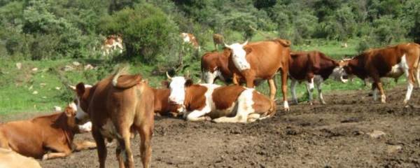 养牛公母怎么搭配好_养殖问答