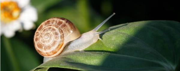 蜗牛为什么不吃东西?_养殖问答