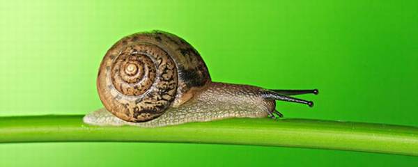 蜗牛有没有触角,有几对触角_养殖问答