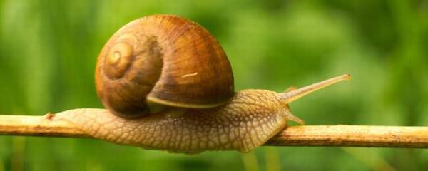 蜗牛会不会脱壳?_养殖问答