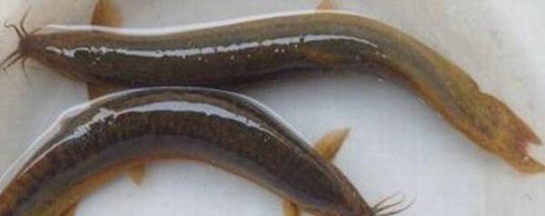 泥鳅刺能不能吃,泥鳅刺卡喉咙怎么办_养殖问答