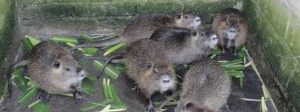 成年海狸鼠能长多大_养殖问答