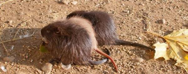 海狸鼠和竹鼠那个更好养_养殖问答