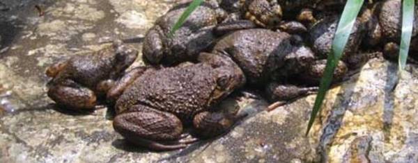 石蛙的养殖前景怎么样?_养殖问答