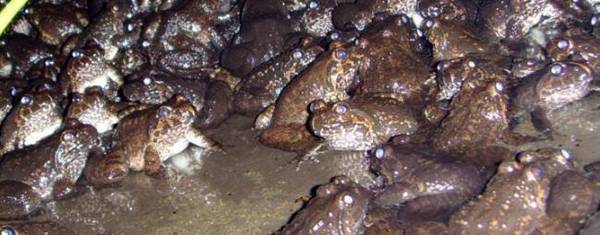 石蛙苗哪里有卖_养殖问答