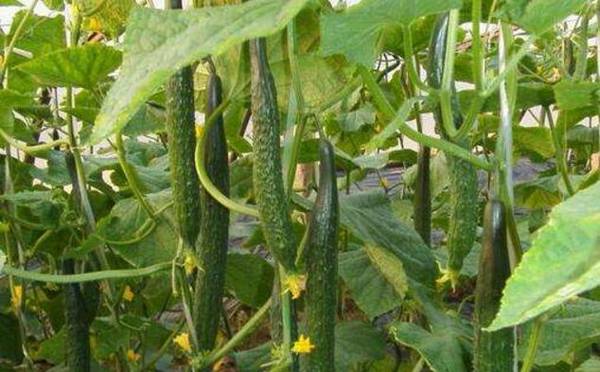 黄瓜的种植时间怎么来安排?_蔬菜种植