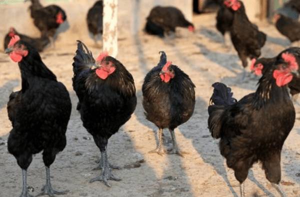 土鸡的五大品种,寿光鸡个头最大_养鸡