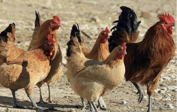 土鸡的五大品种,寿光鸡个头最大_养鸡