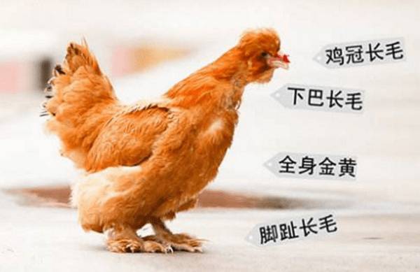 北京油鸡简介,慈禧钟爱的“中华宫廷黄鸡”_养鸡