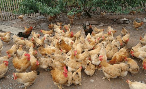 土鸡的五大品种,寿光鸡个头最大_养鸡
