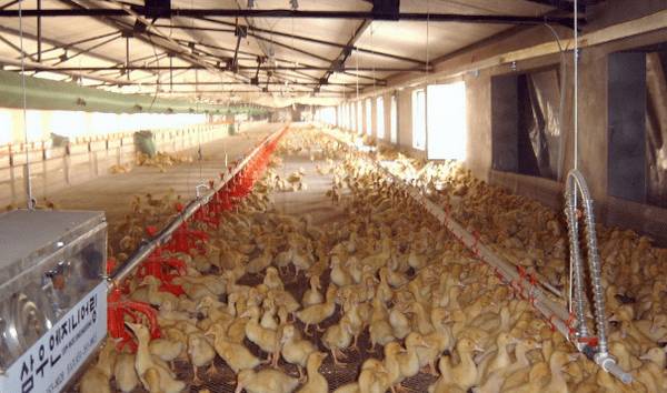 饲养蛋鸭的几点注意事项_养鸭