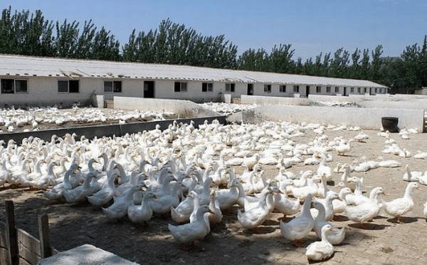 鸭大肠杆菌病的症状与防治方法_养鸭