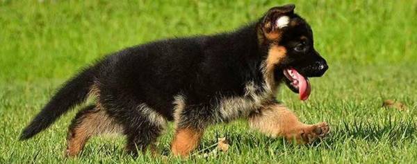 德牧幼犬吃什么狗粮_养殖问答