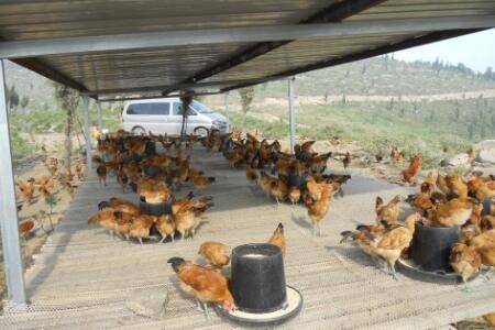 办养鸡场国家能补贴多少_养鸡