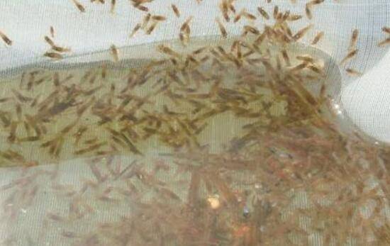 稻田小龙虾的饲养管理要求_养虾