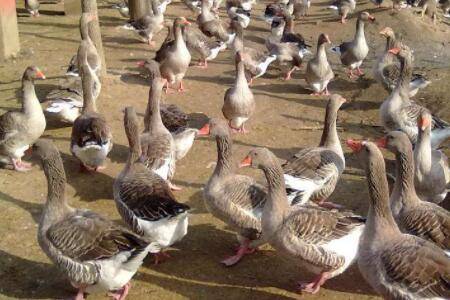 郎德鹅会飞吗?_养鹅