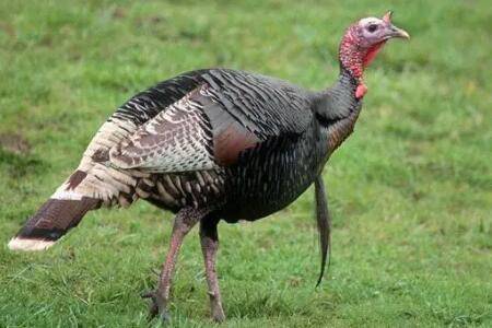 火鸡吃什么食物长得快_特禽养殖