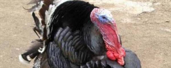 火鸡能长多少斤,火鸡有多重_养殖问答