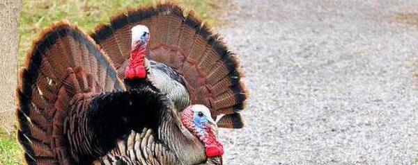 火鸡几个月长大_养殖问答