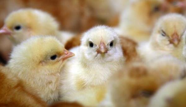 小鸡打疫苗的具体时间_养鸡