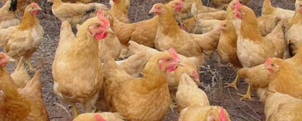 三黄鸡一年产蛋量是多少_养殖问答