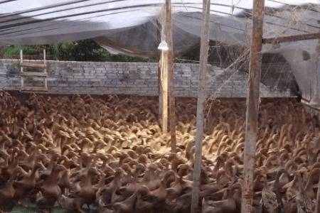 蛋鸭用多大灯光产蛋多_养鸭