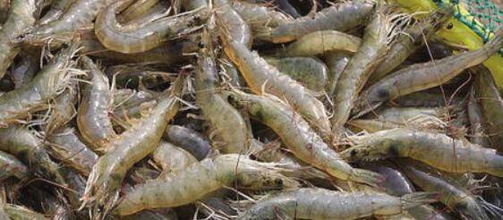 虾塘ph值偏高怎么处理?_养虾