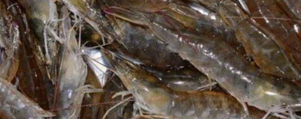 对虾ph值过低怎么办?_养虾