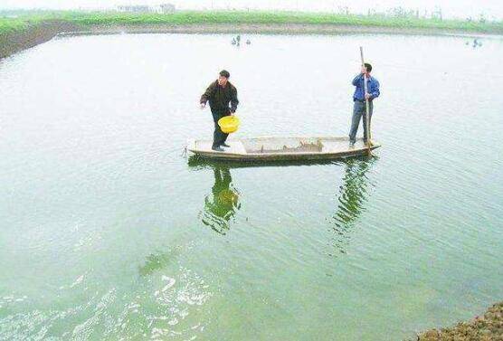 养虾的水塘多深为好_养虾
