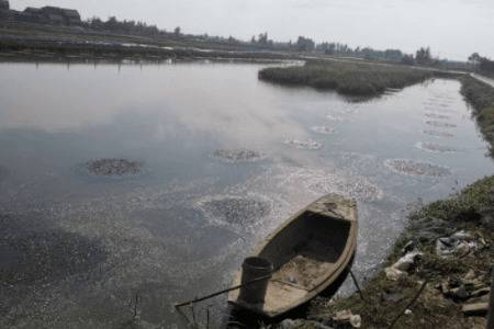 虾塘水面油膜的处理办法_养虾