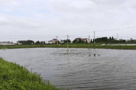 虾塘放苗前肥水的几个原则_养虾