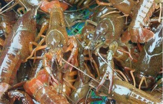 虾塘放苗前肥水的几个原则_养虾