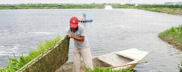 虾塘放苗前肥水的几个原则_养虾