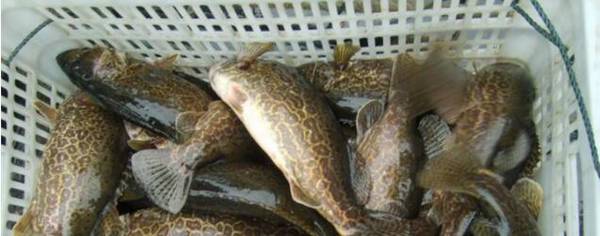 鳜鱼和桂鱼的区别是什么?_养鱼