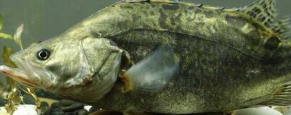 鳜鱼怎么养殖,鳜鱼养殖的四大技巧_养鱼