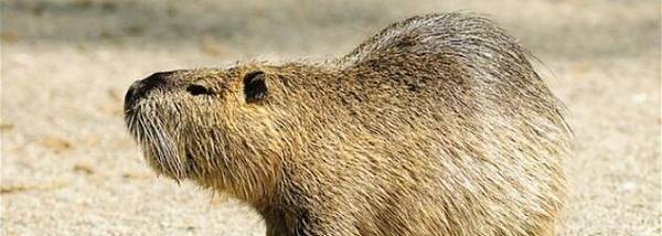 海狸鼠几个月出栏?_养殖问答