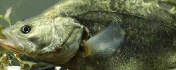 鳜鱼是桂鱼吗?_养殖问答