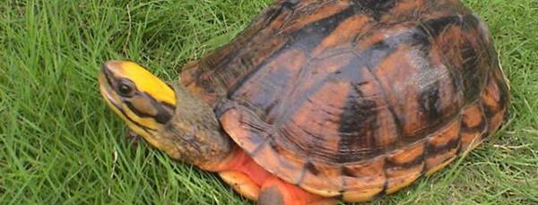 养金钱龟适合放多少水_养殖问答