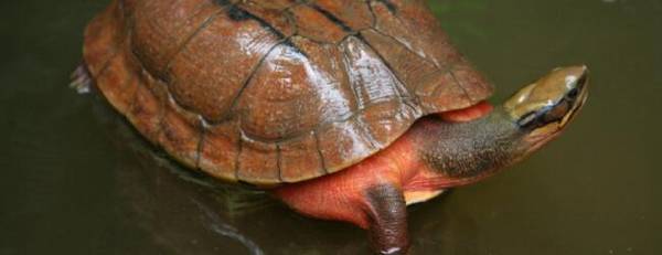 金钱龟吃肉吗_养殖问答