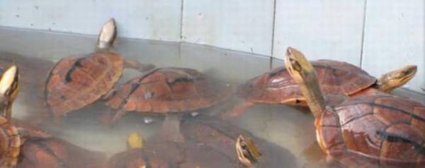 金钱龟每天晒背多长时间_养殖问答