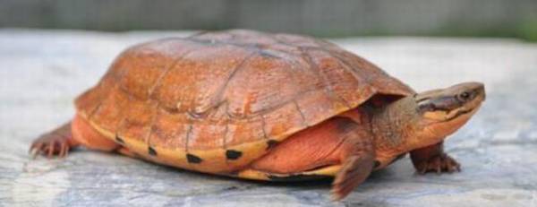 金钱龟和中华龟有什么区别_养殖问答