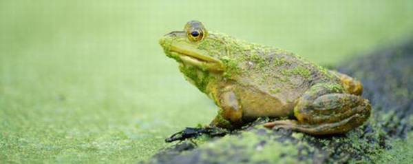 牛蛙腹水胀气什么原因_养殖问答