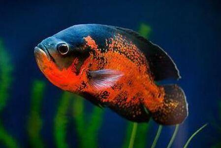 地图鱼吃什么长得快_养殖问答