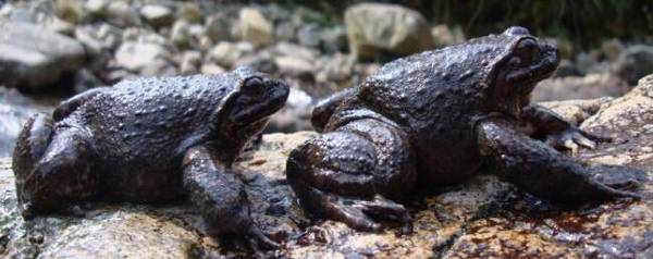 石蛙怎么分公母,雌雄石蛙的特征区别_养殖问答