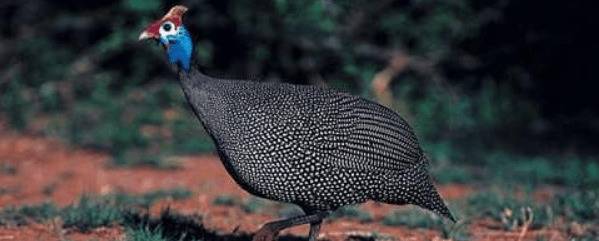 珍珠鸡为什么需要剥皮_特禽养殖