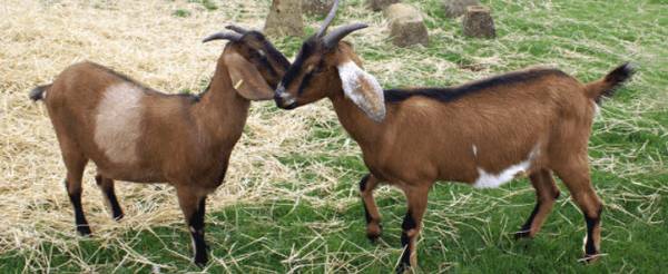 山羊产后管理的注意事项_养殖问答