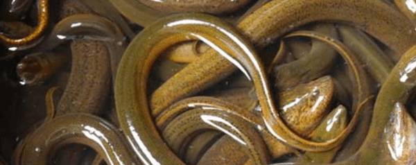 黄鳝在什么时间吐泡_养殖问答