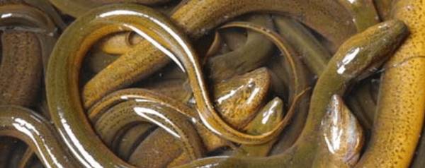 黄鳝怎么洗才干净,最实用的黄鳝清洗方法_养殖问答