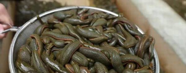 开水能杀死水蛭吗,水蛭耐不耐高温?_养殖问答