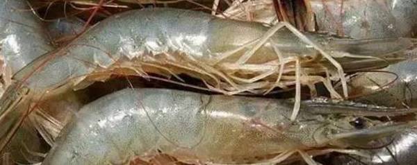 对虾和皮皮虾有什么区别_养殖问答